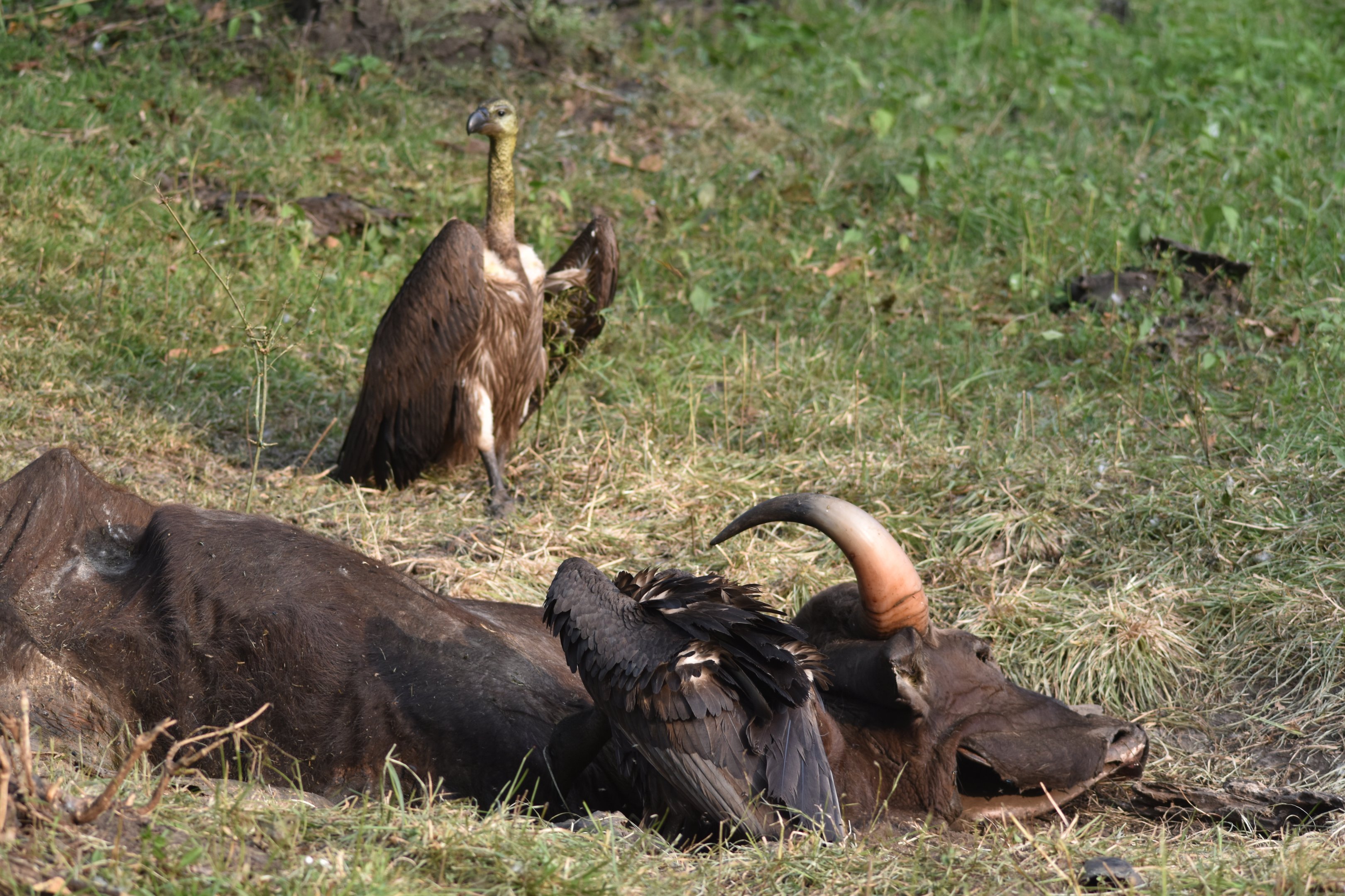 White-rumped Vultures at Gaur Carcass, Nagarahole Tiger Reserve, 19th November 2024