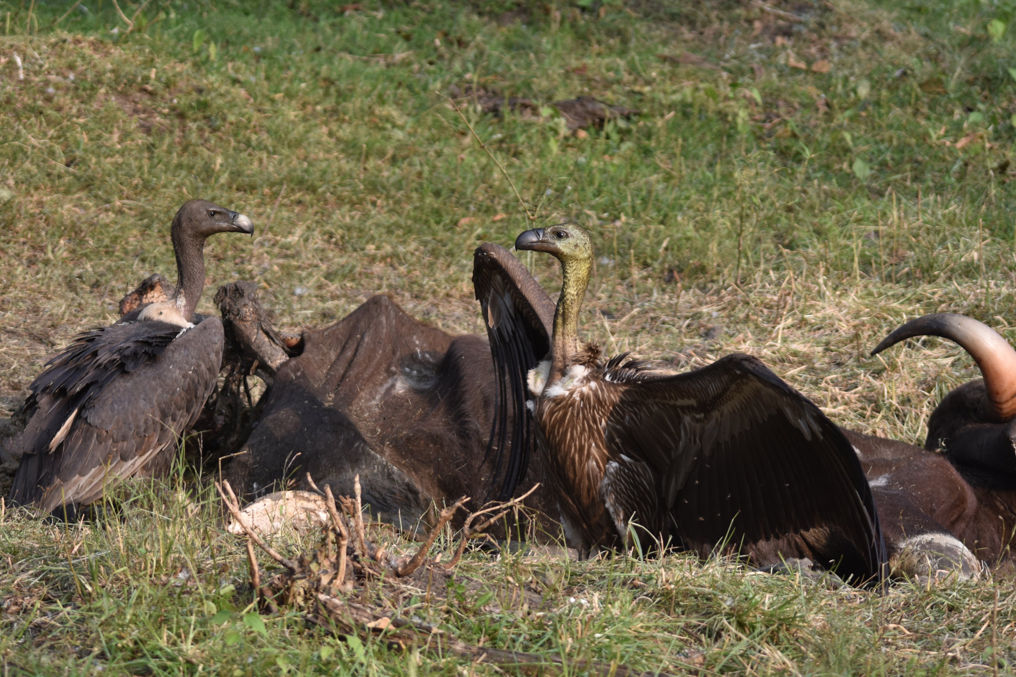 White-rumped Vultures at Gaur Carcass, Nagarahole Tiger Reserve, 19th November 2024
