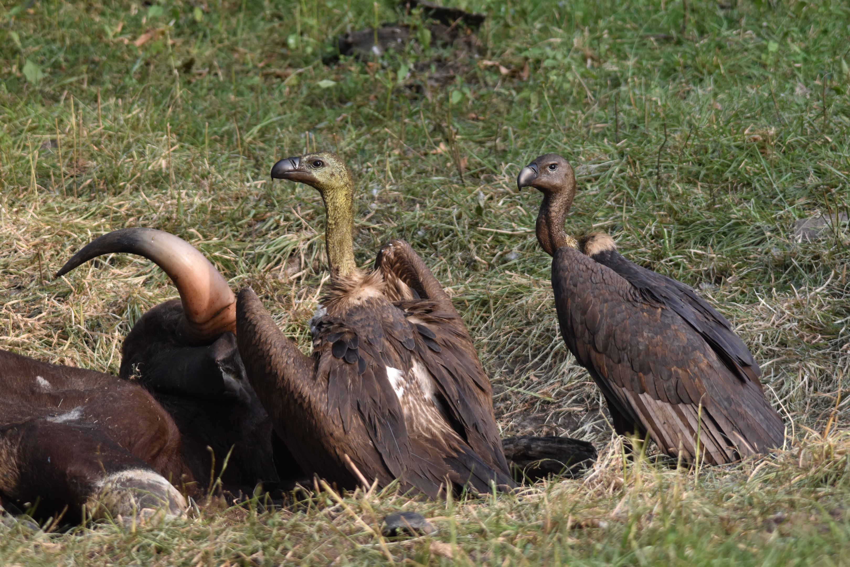 White-rumped Vultures at Gaur Carcass, Nagarahole Tiger Reserve, 19th November 2024