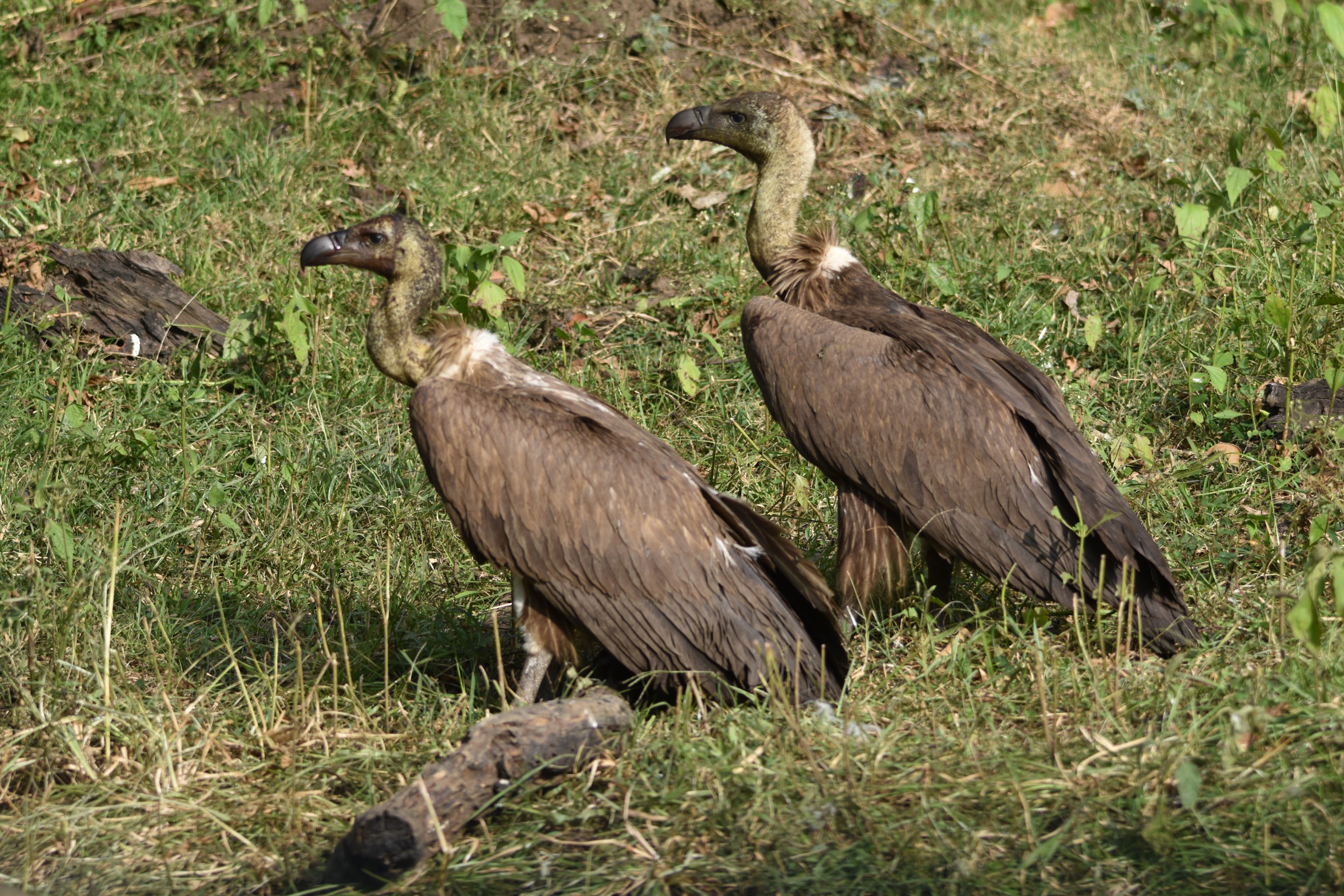 White-rumped Vultures, Nagarahole Tiger Reserve, 18th November 2024