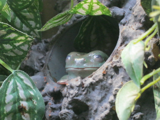 White`s Tree Frog 2015