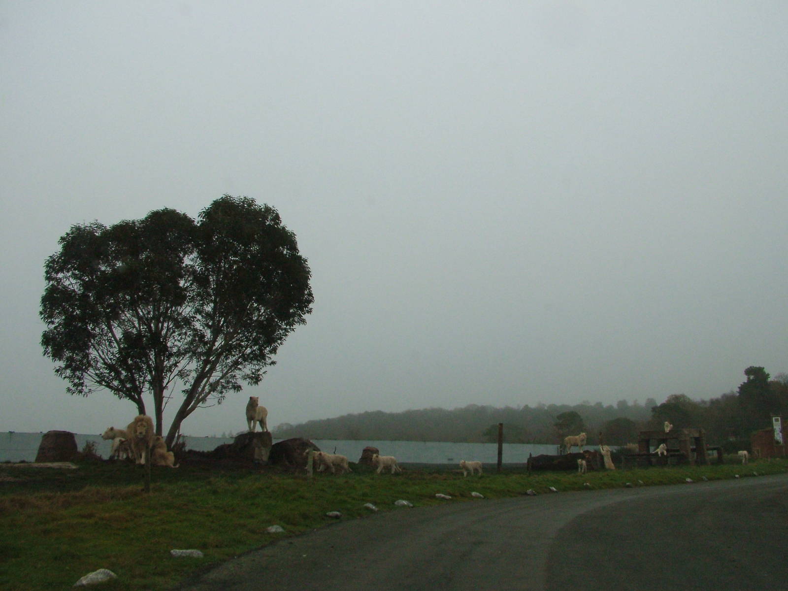 'White' SA Lions at West Mids Nov 08