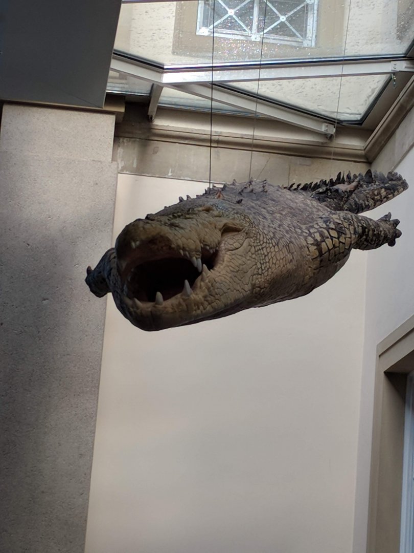 White Salt water crocodile Stuttgart Natural History Museum 2019