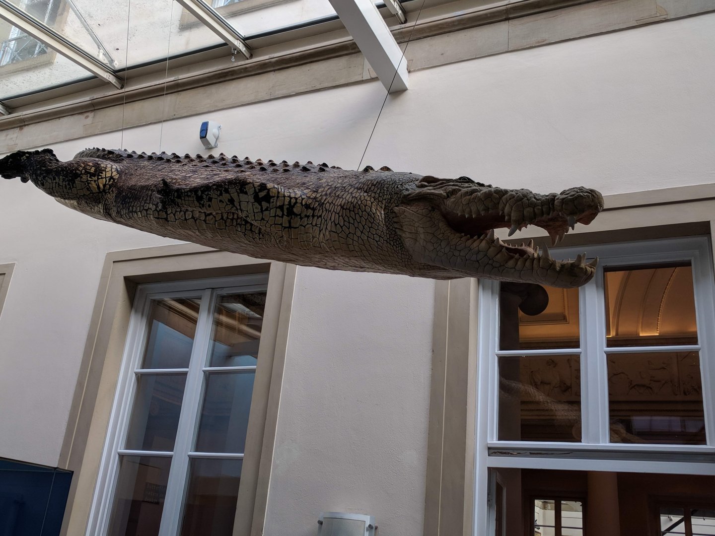 White Salt water crocodile Stuttgart Natural History Museum 2019