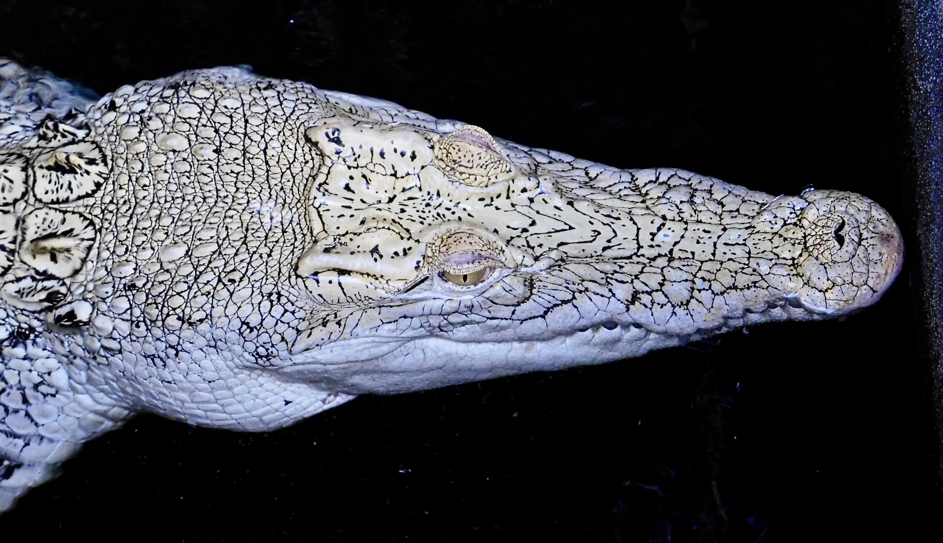 White Saltwater Crocodile (Crocodylus porosus) December 6, 2025