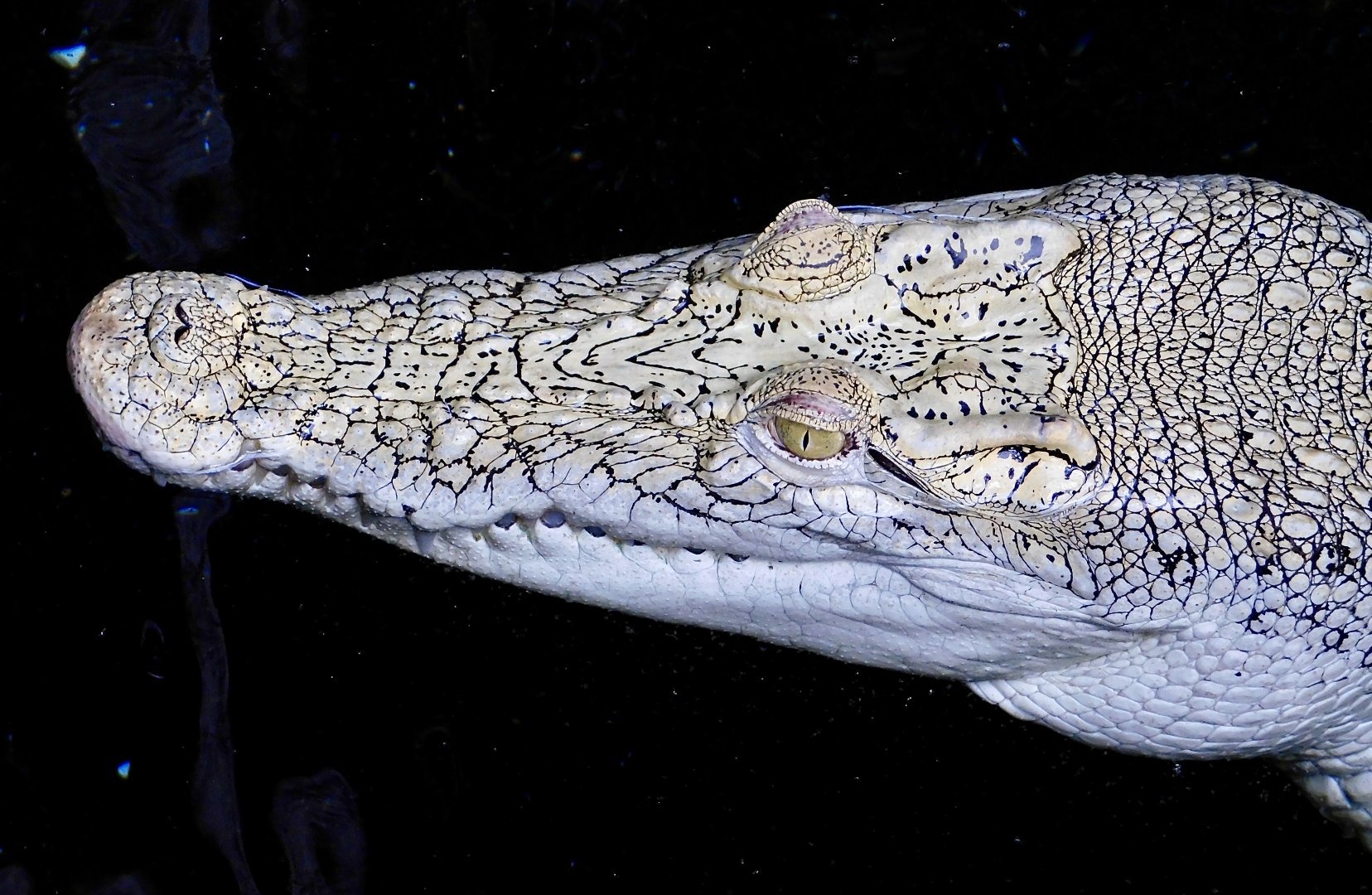 White Saltwater Crocodile (Crocodylus porosus) December 6, 2025