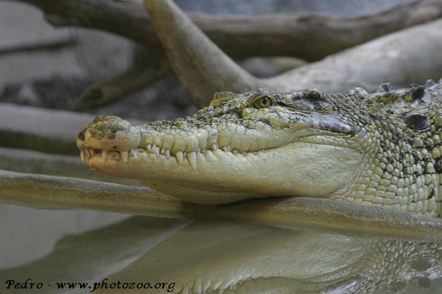 White saltwater crocodile (Crocodylus porosus)