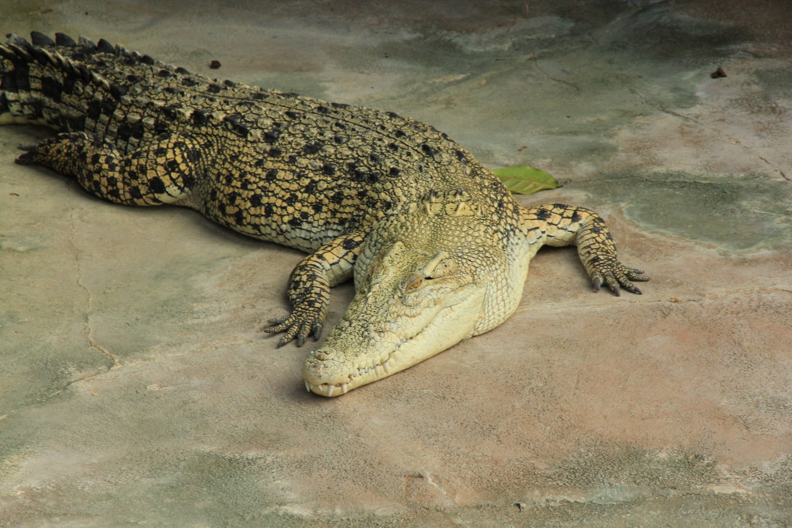 White Saltwater Crocodile (December 2018)