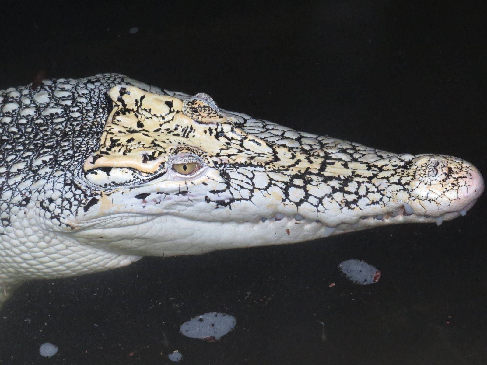 White saltwater crocodile, June 2015.