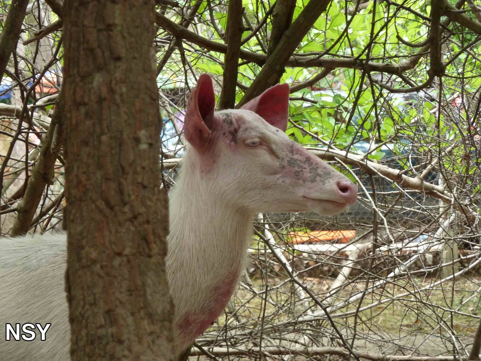 White sambar, May 2013.