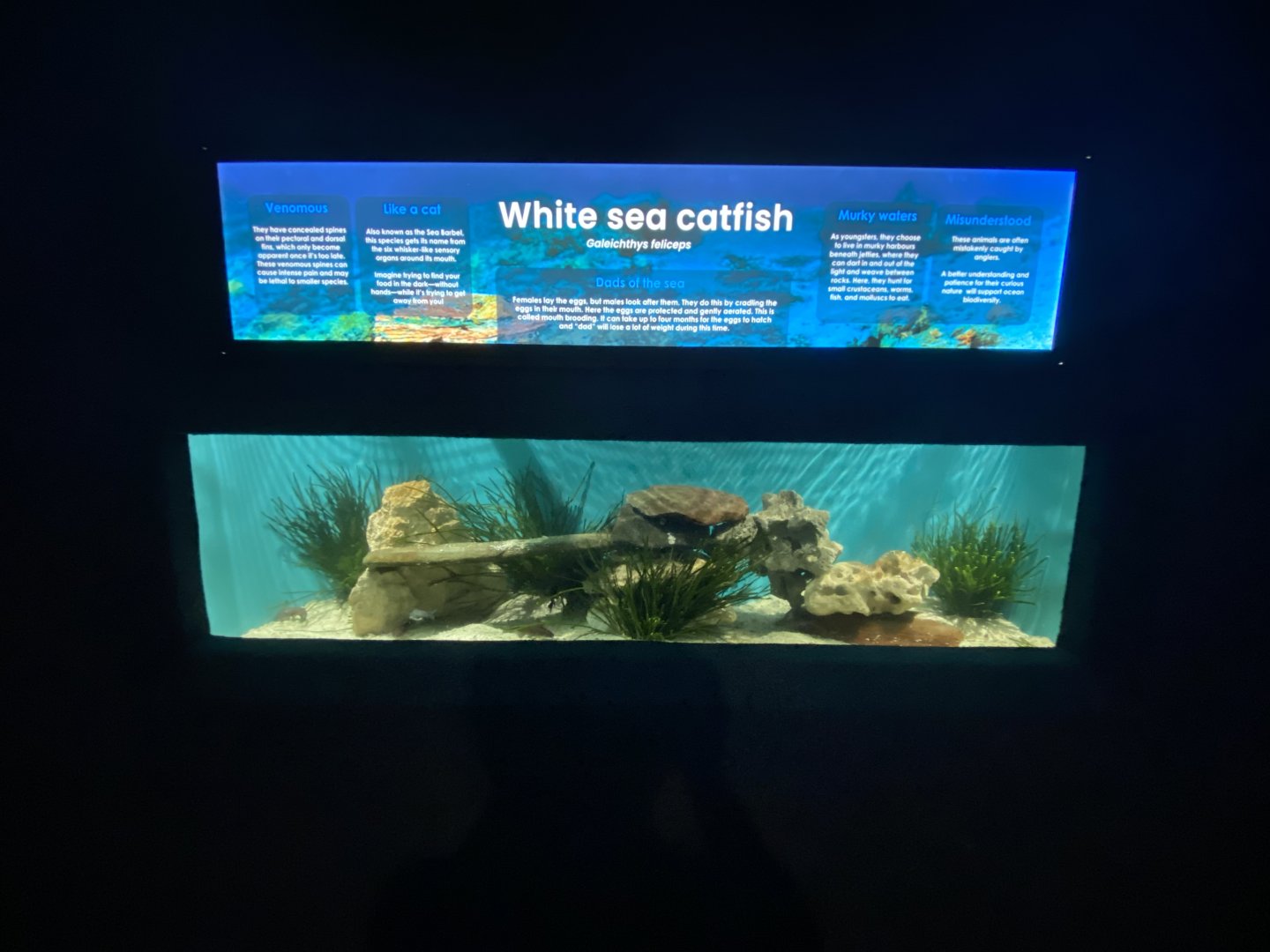 White Sea catfish aquarium