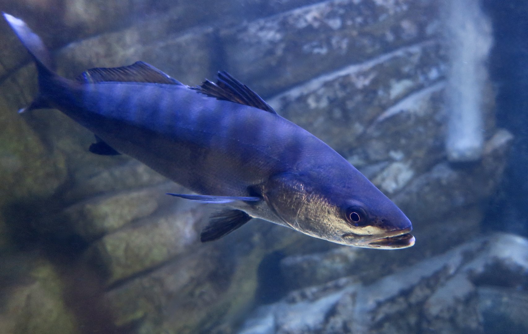 White Seabass or White Weakfish (Atractoscion nobilis)