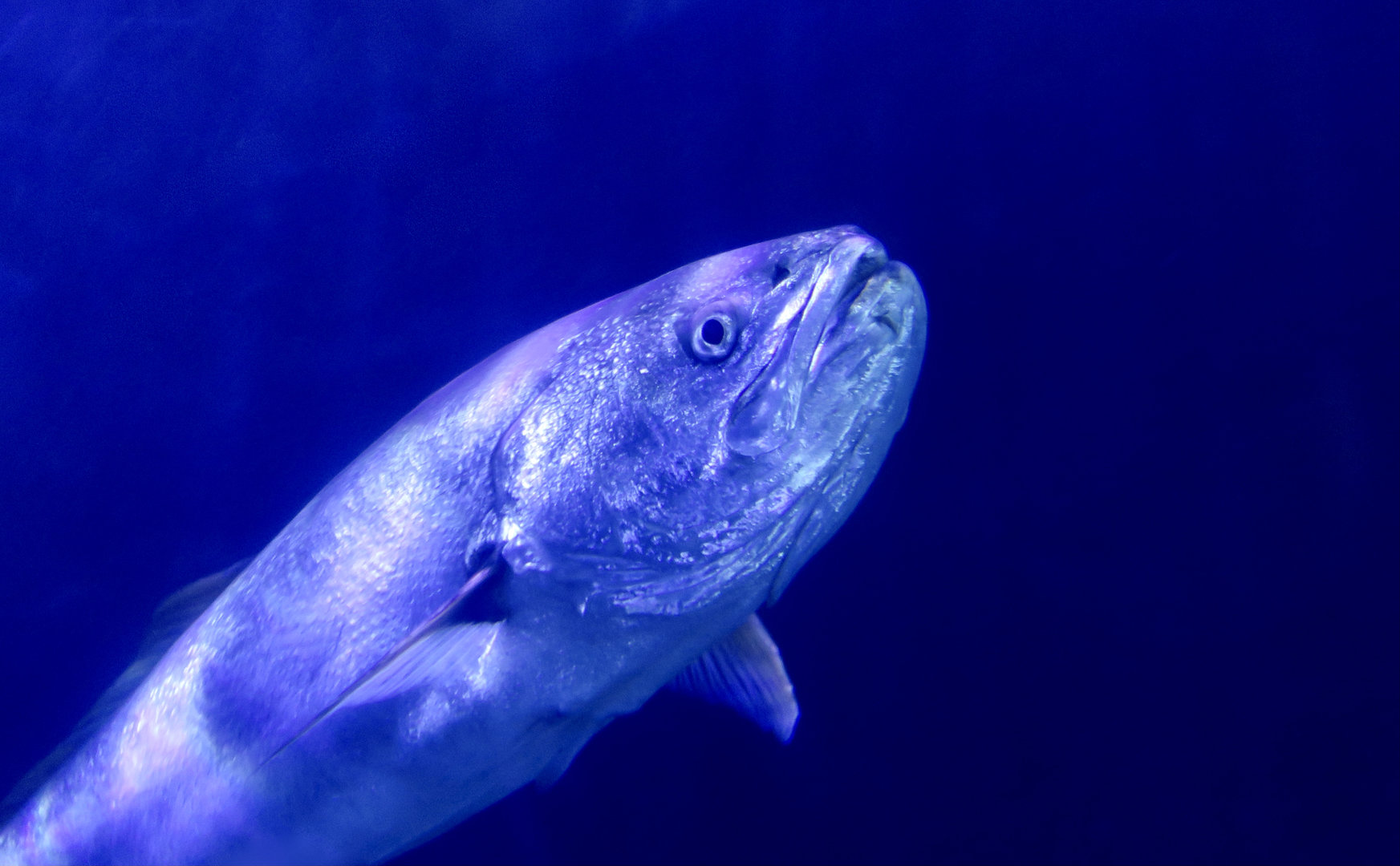 White Seabass/Weakfish (Atractoscion nobilis)