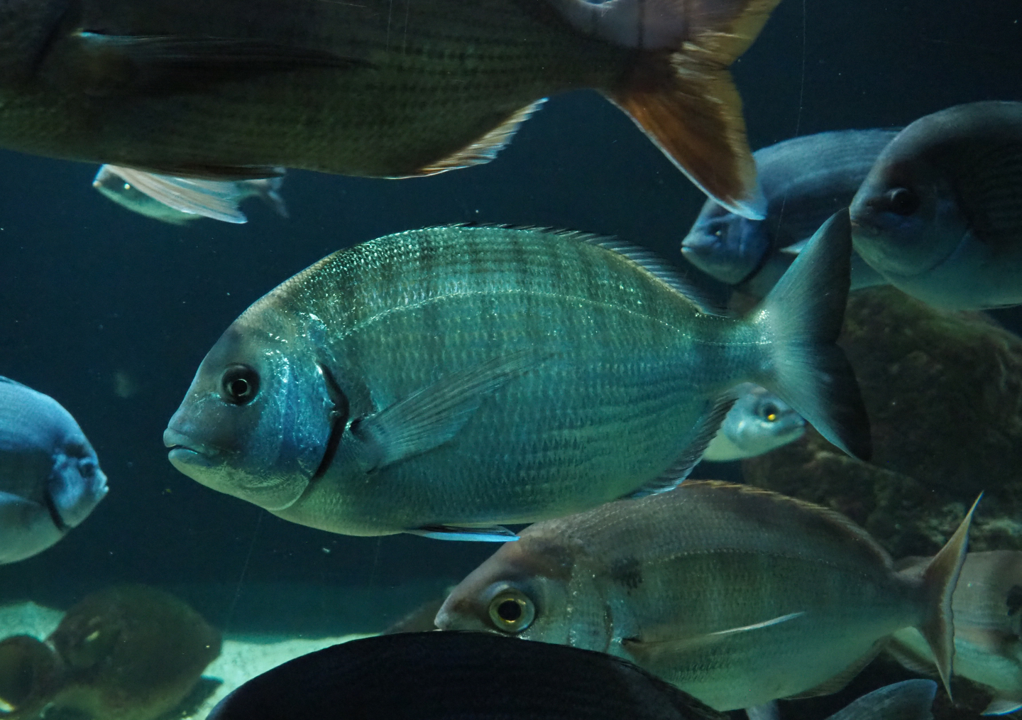 White seabream Diplodus sargus, 2020-06-28