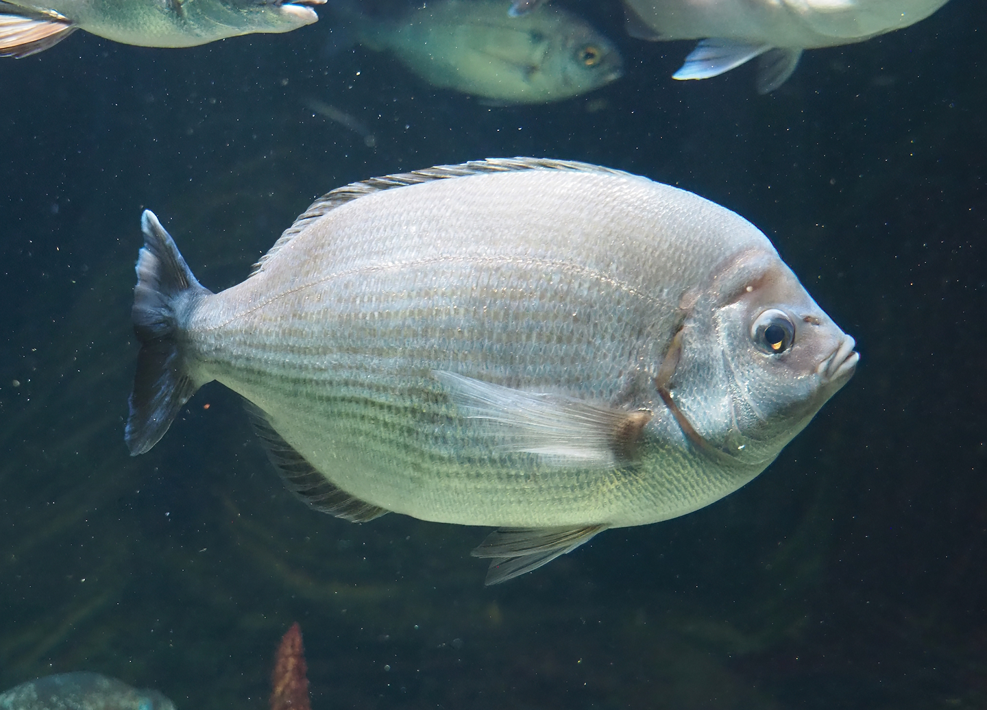 White seabream (Diplodus sargus), 2024-02-17