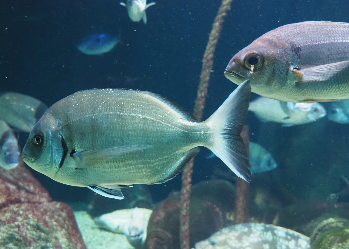 White seabream (Diplodus sargus) and Axillary seabream (Pagellus acarne), 2023-07-02