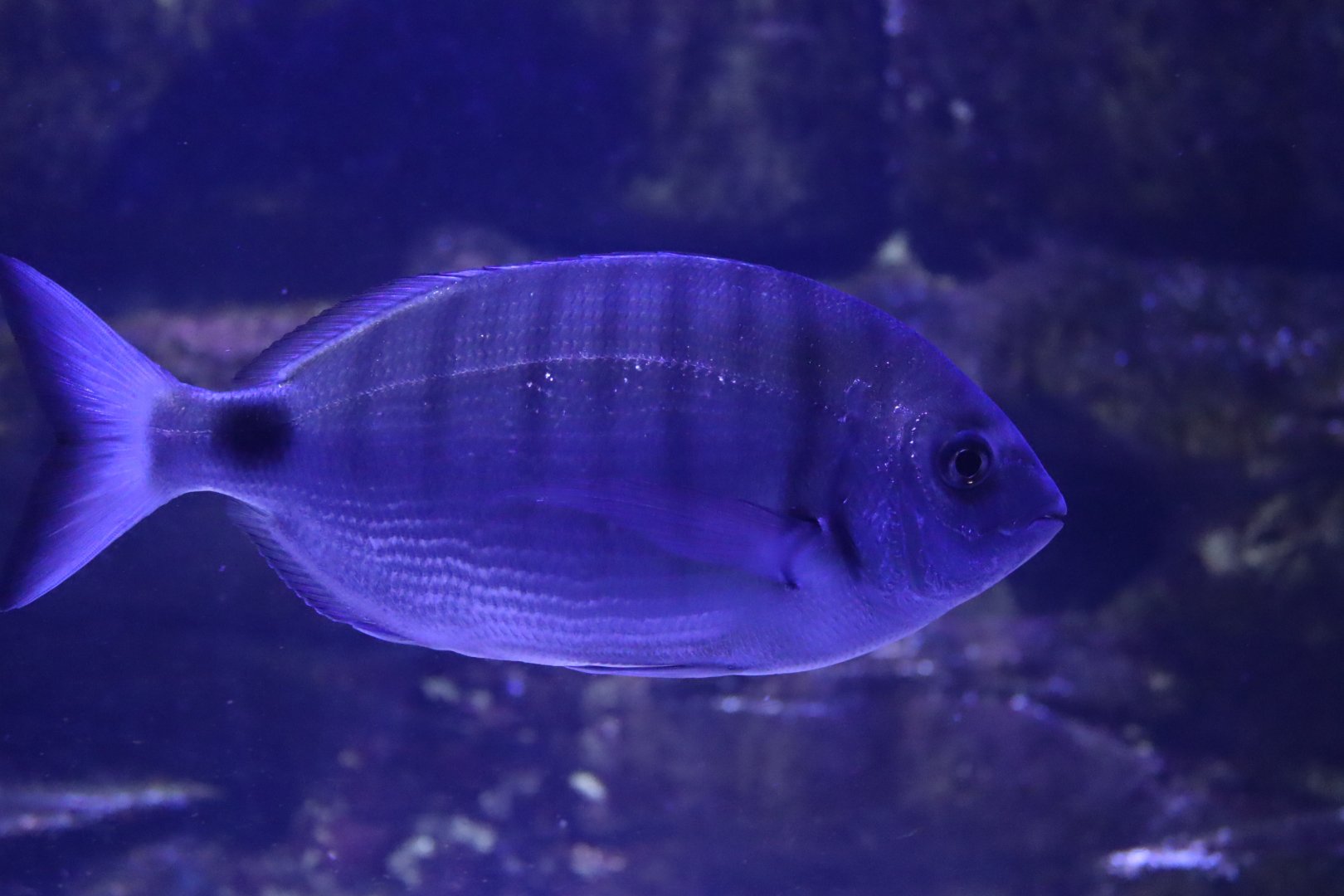 White Seabream (Diplodus sargus)