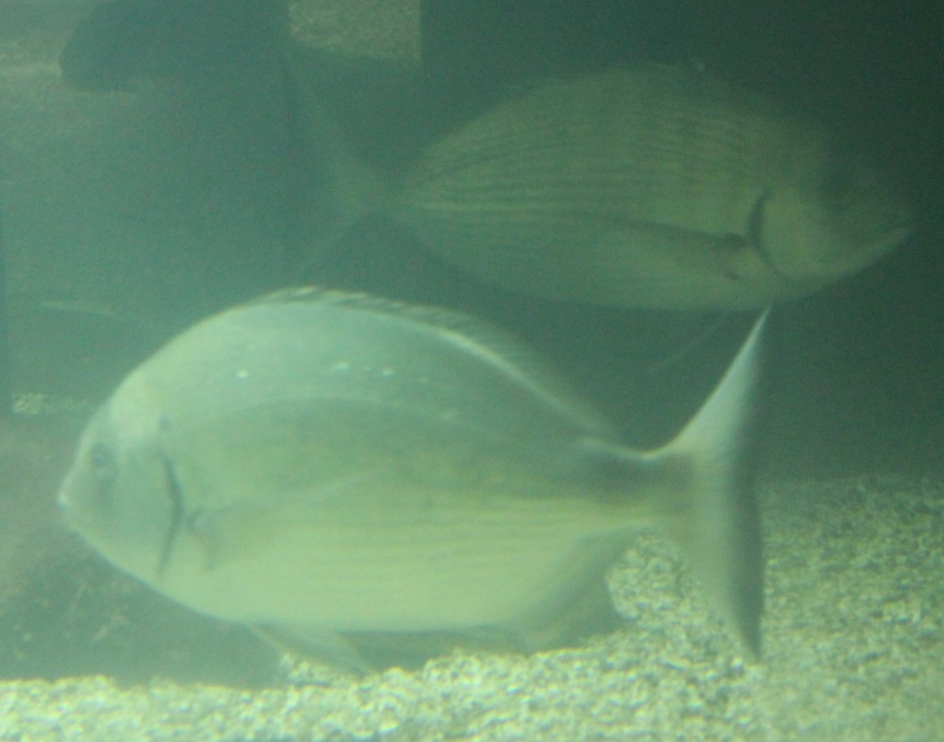White seabreams - Diplodus sargus