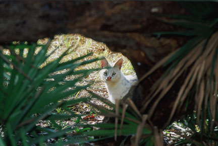 white serval at BCR