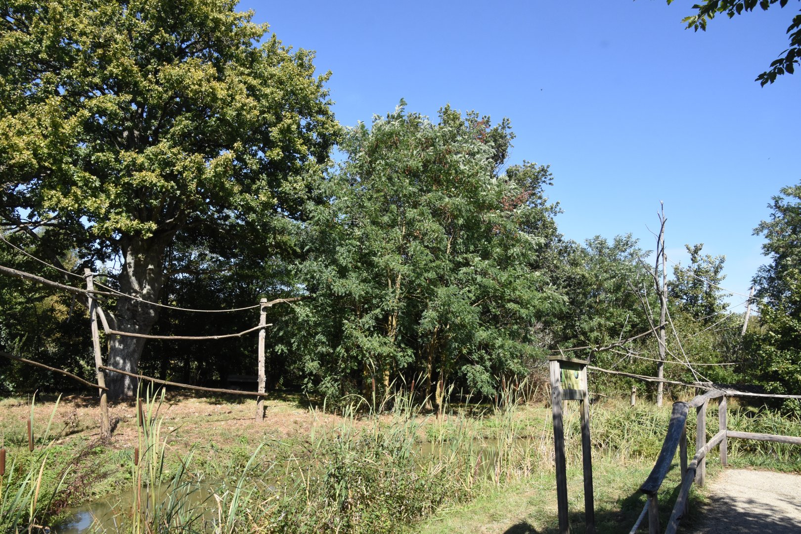 White-shouldered Capuchin island