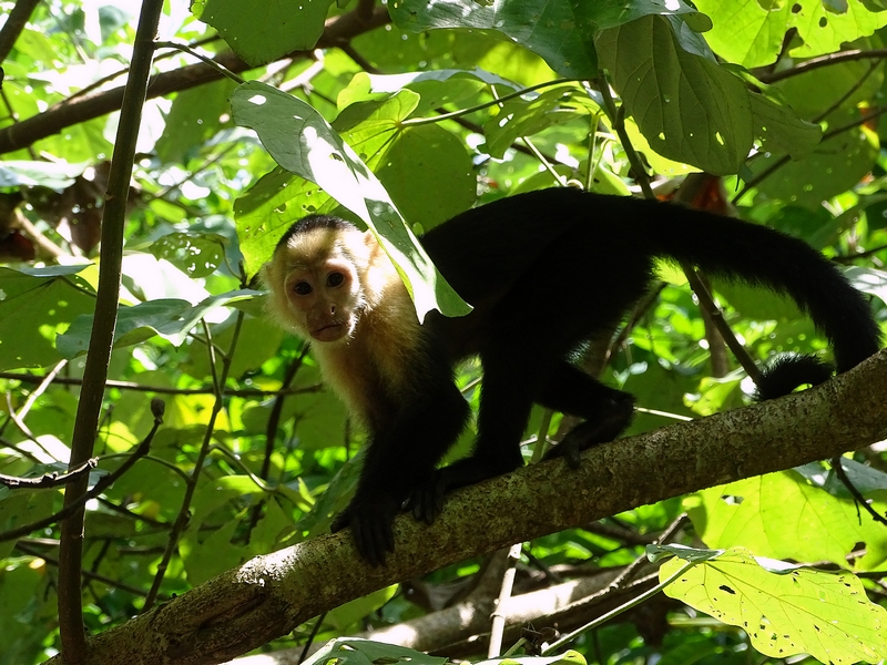 White-shouldered capuchin