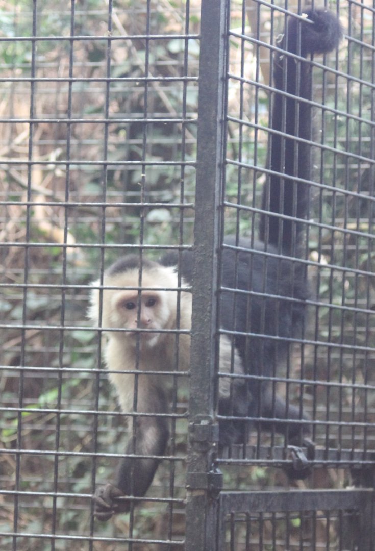 White-shouldered capucine