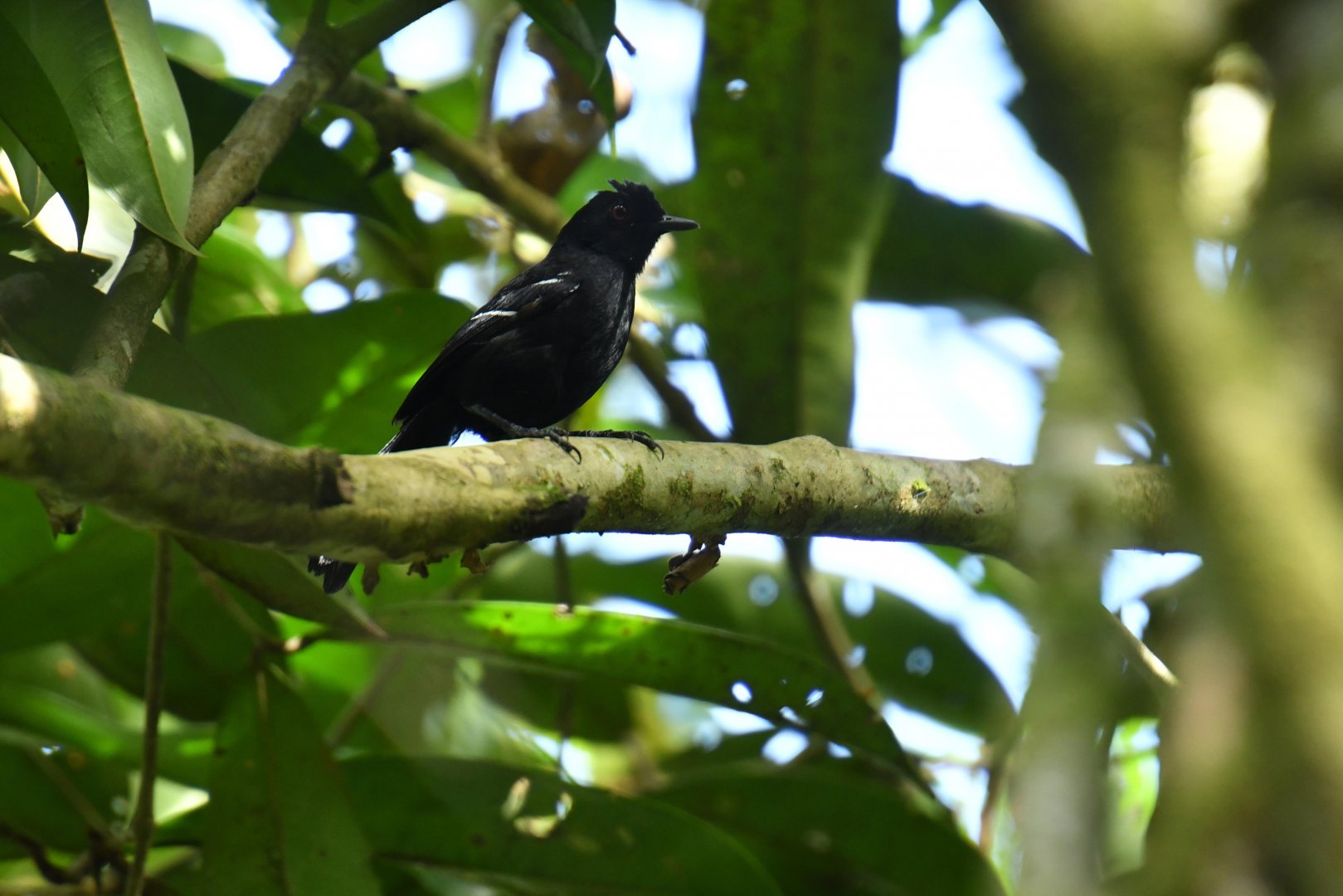 White-shouldered Fire-eye (Pyriglena leucoptera)