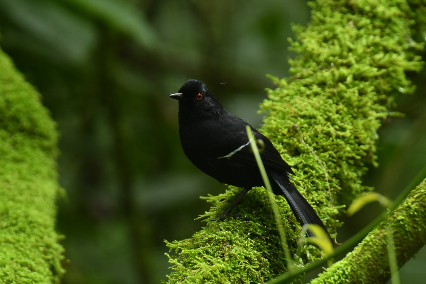 White-shouldered Fire-eye Pyriglena leucoptera
