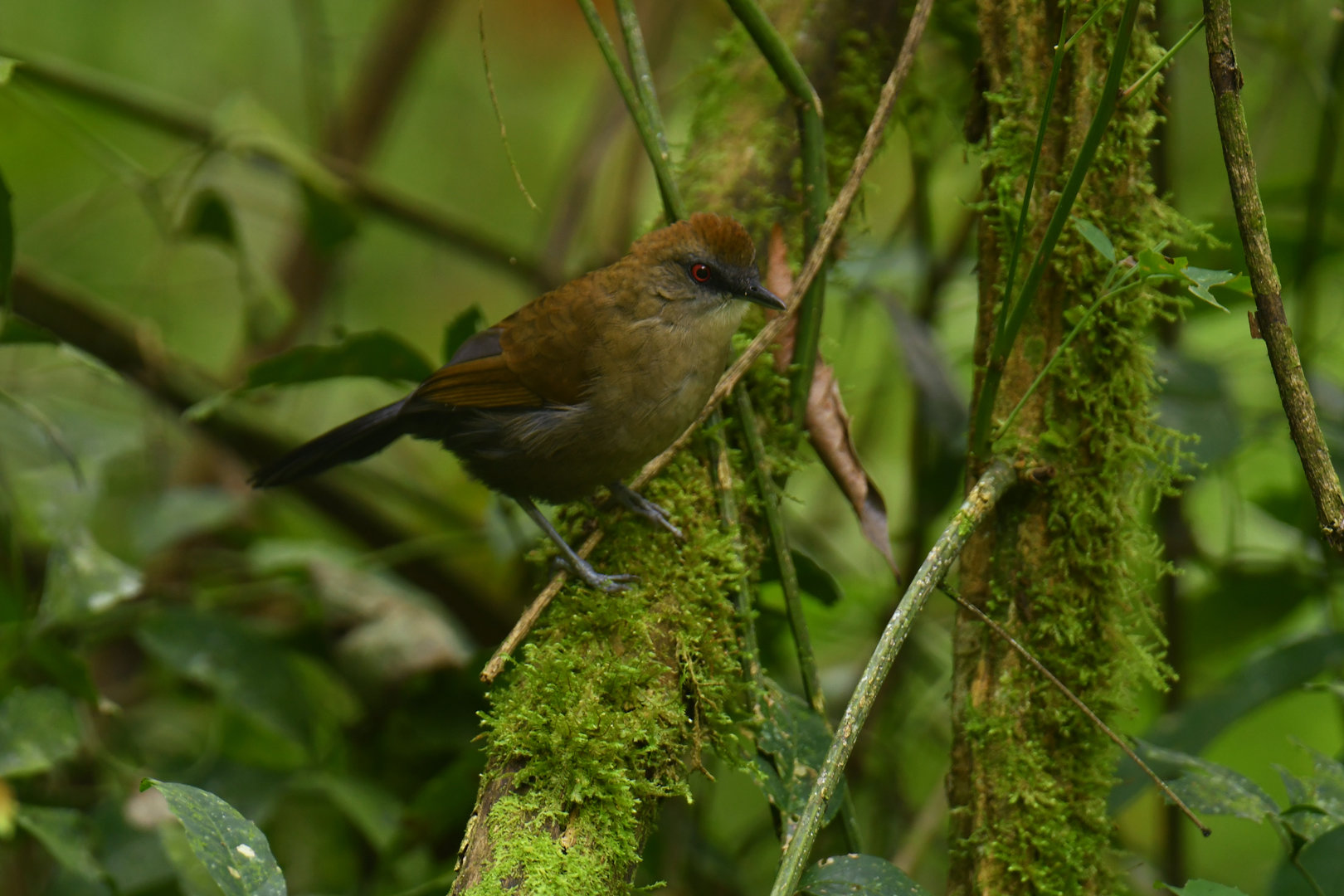 White-shouldered Fire-eye Pyriglena leucoptera