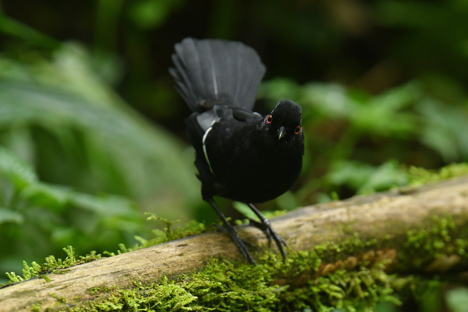 White-shouldered Fire-eye Pyriglena leucoptera