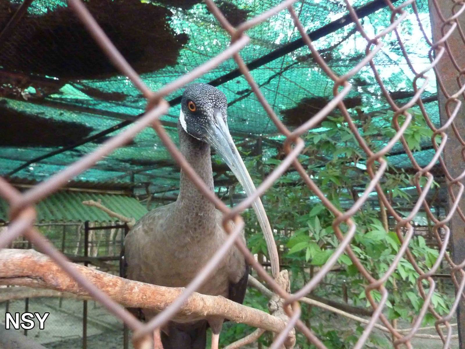 White-shouldered ibis, May 2013.