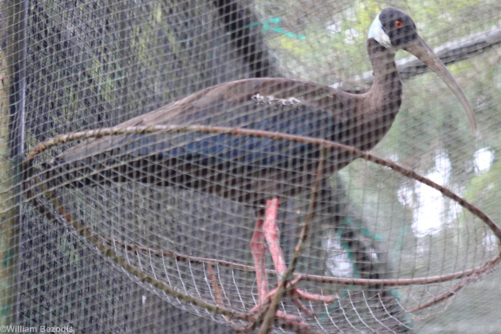 White-shouldered Ibis