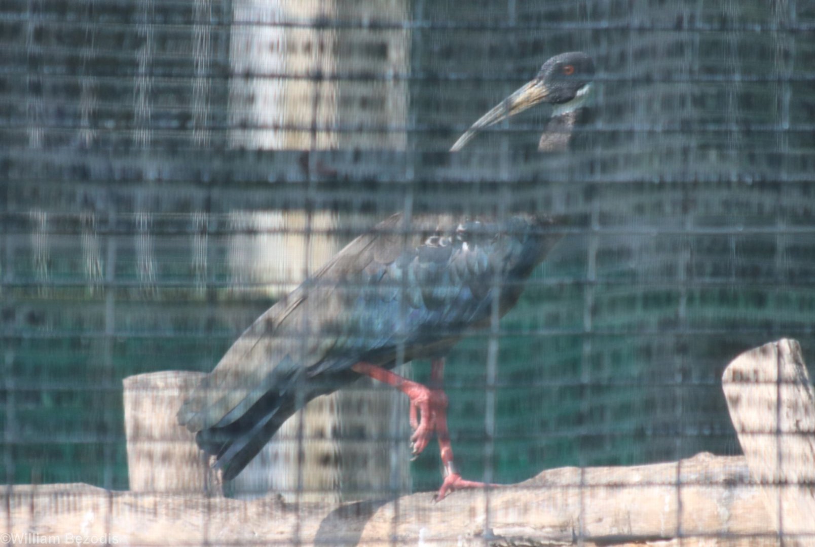 White-shouldered Ibis