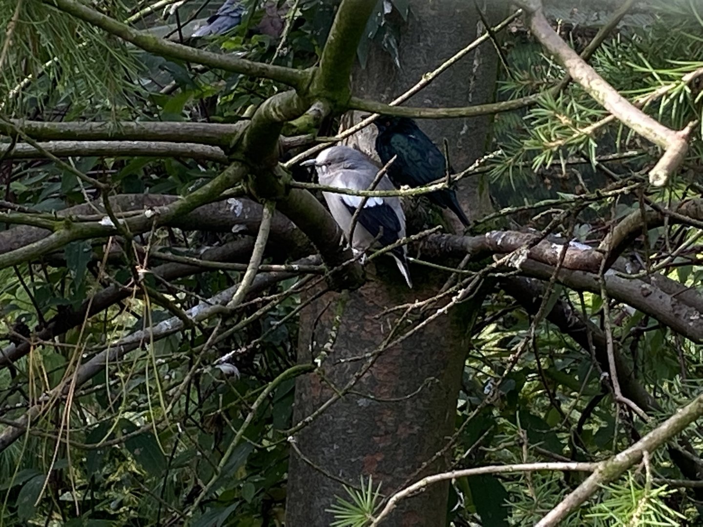 White-shouldered starling 071121