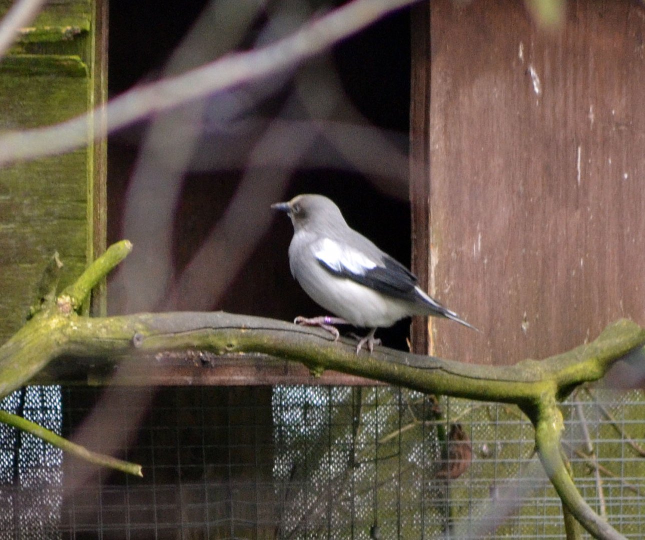 WHITE SHOULDERED STARLING 1- TROPICAL BIRDLAND 23 02 2018