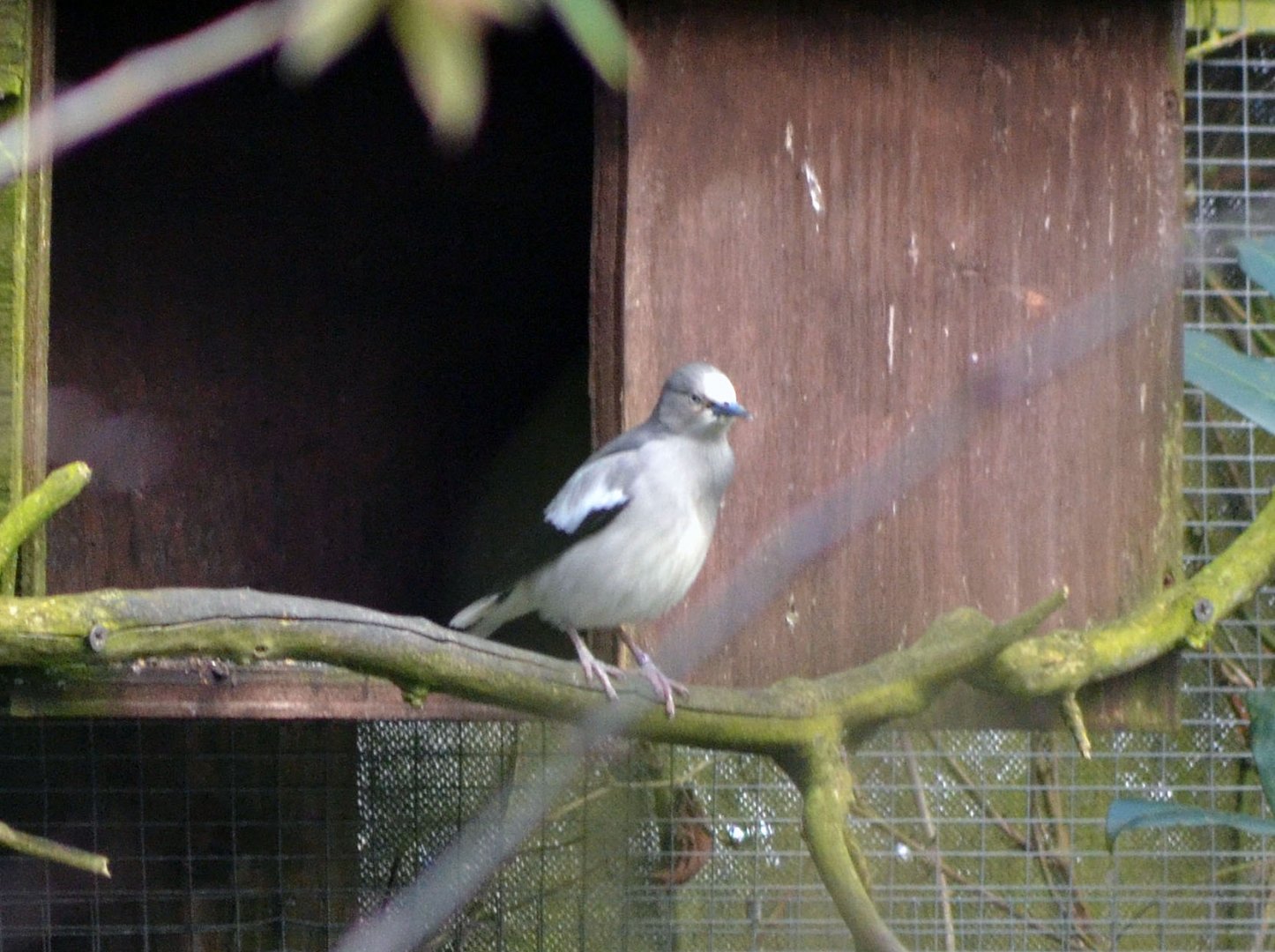 WHITE SHOULDERED STARLING 2 - TROPICAL BIRDLAND 23 02 2018