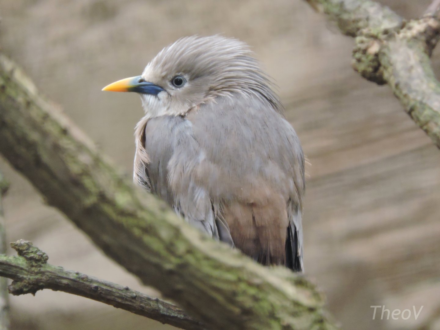 White-shouldered starling [2015]