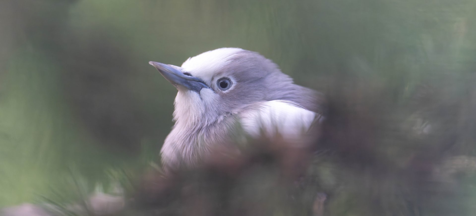 White shouldered starling, Beale Park, UK