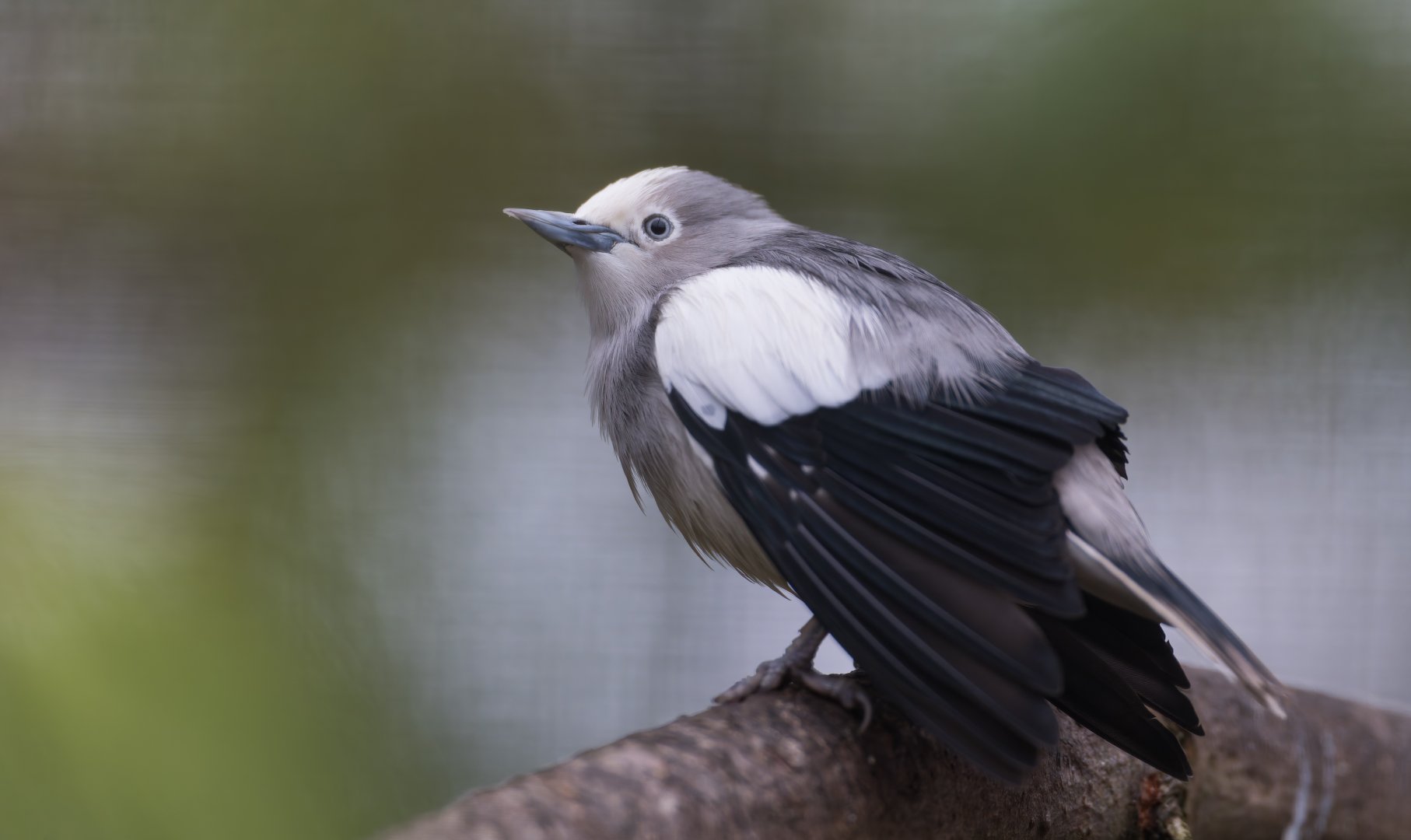 White Shouldered Starling, Beale Park, UK