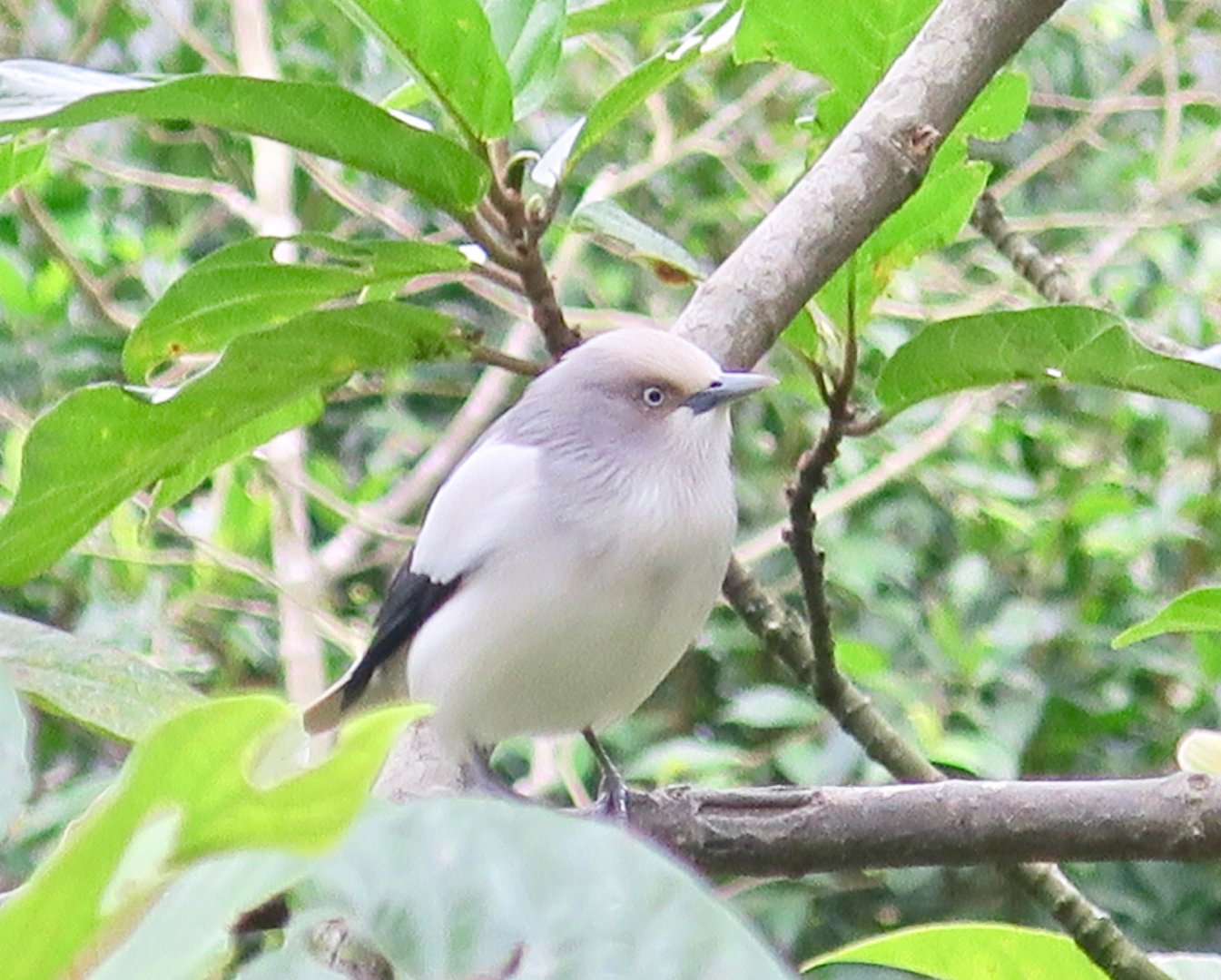 White-Shouldered Starling - Sturnia sinensis