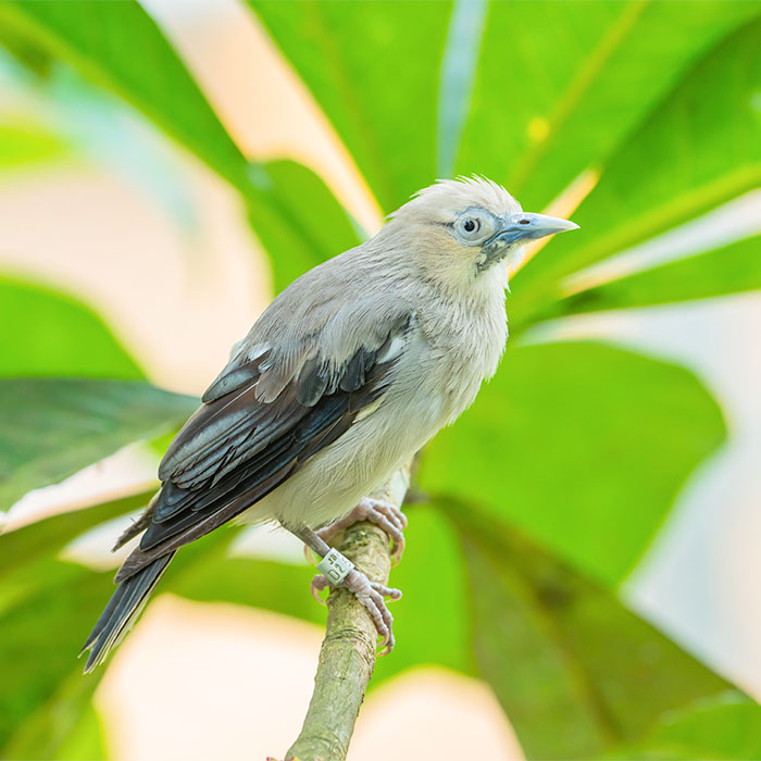 White-Shouldered Starling (Sturnia Sinensis)