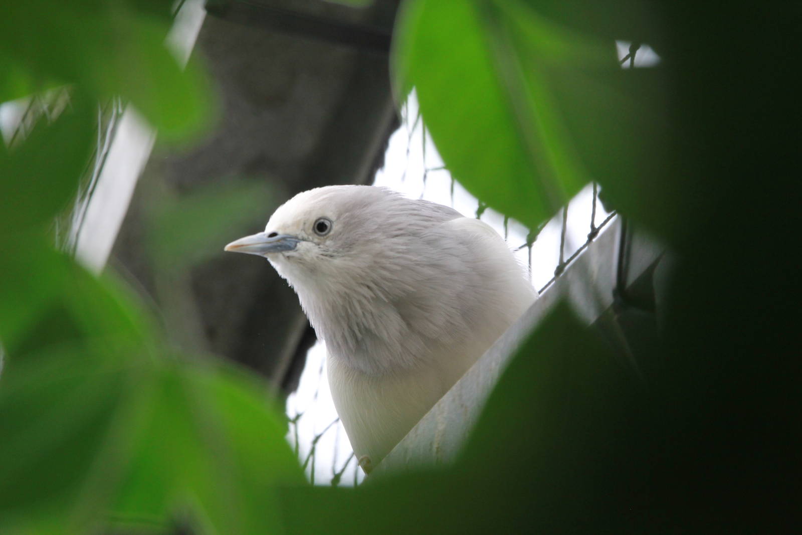 White-shouldered Starling