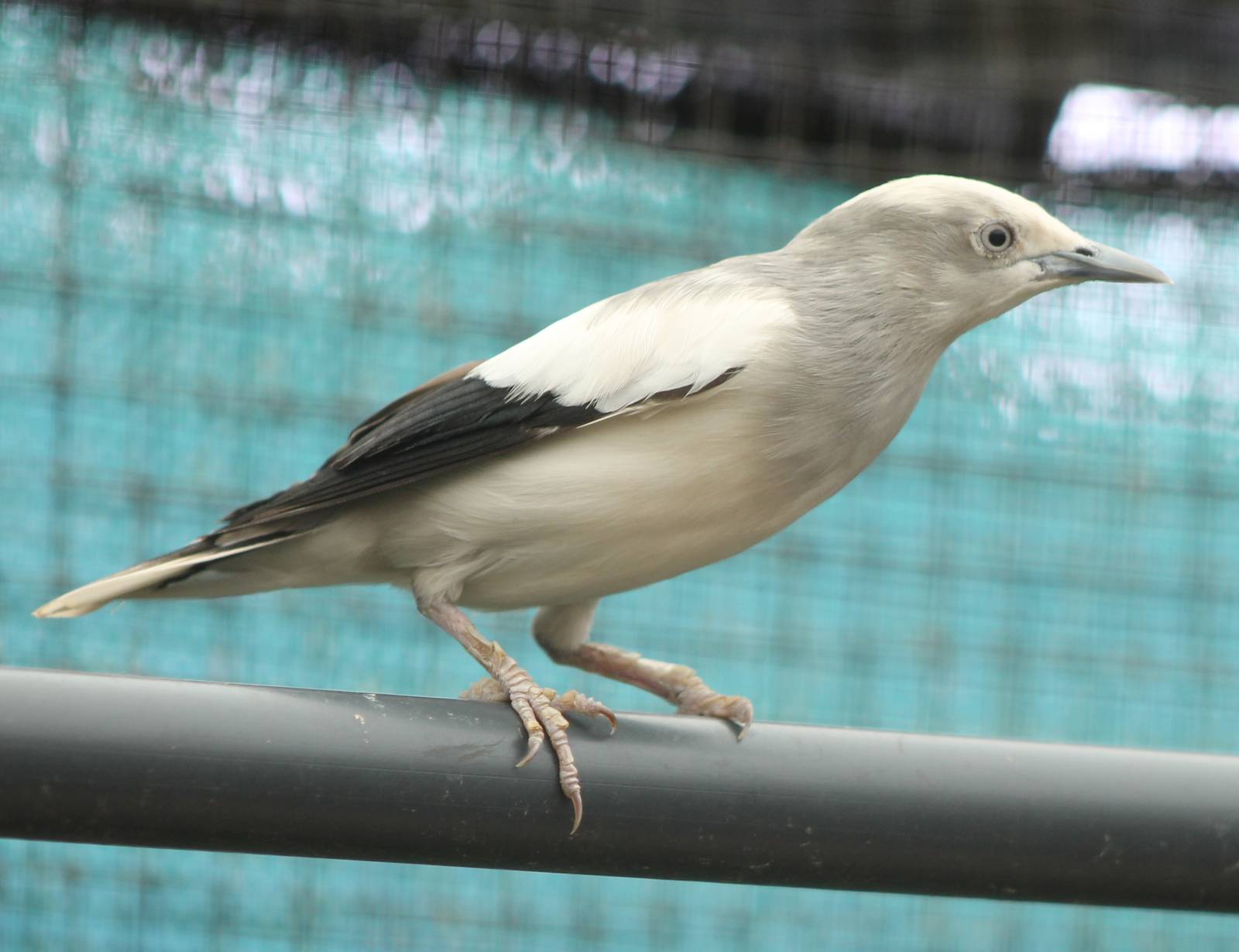 White-shouldered starling