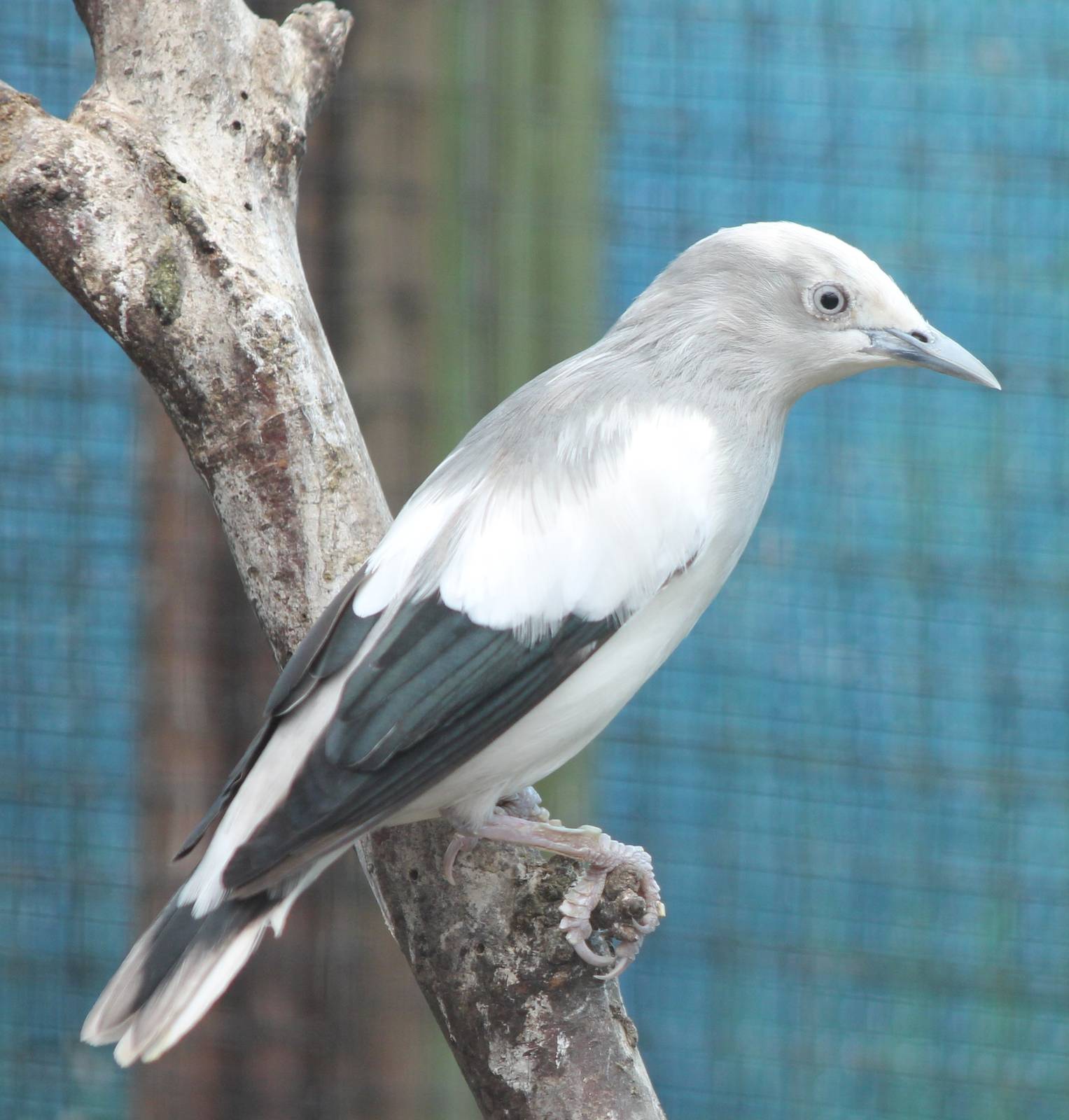 White-shouldered starling