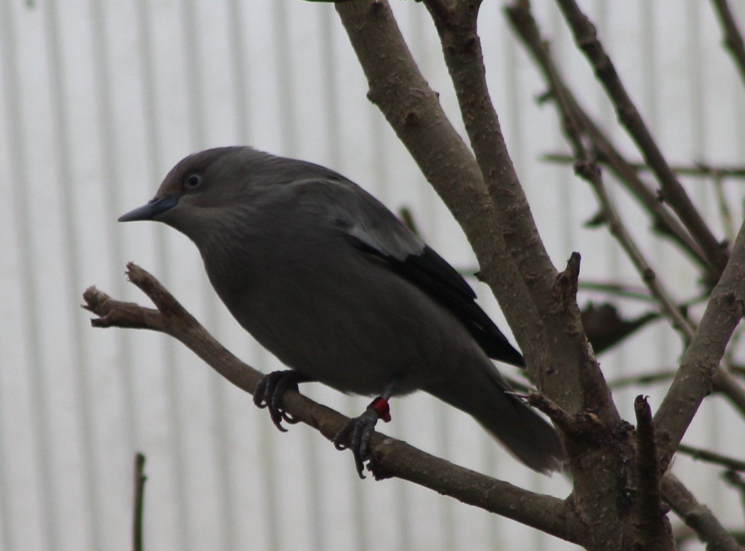 White-shouldered starling