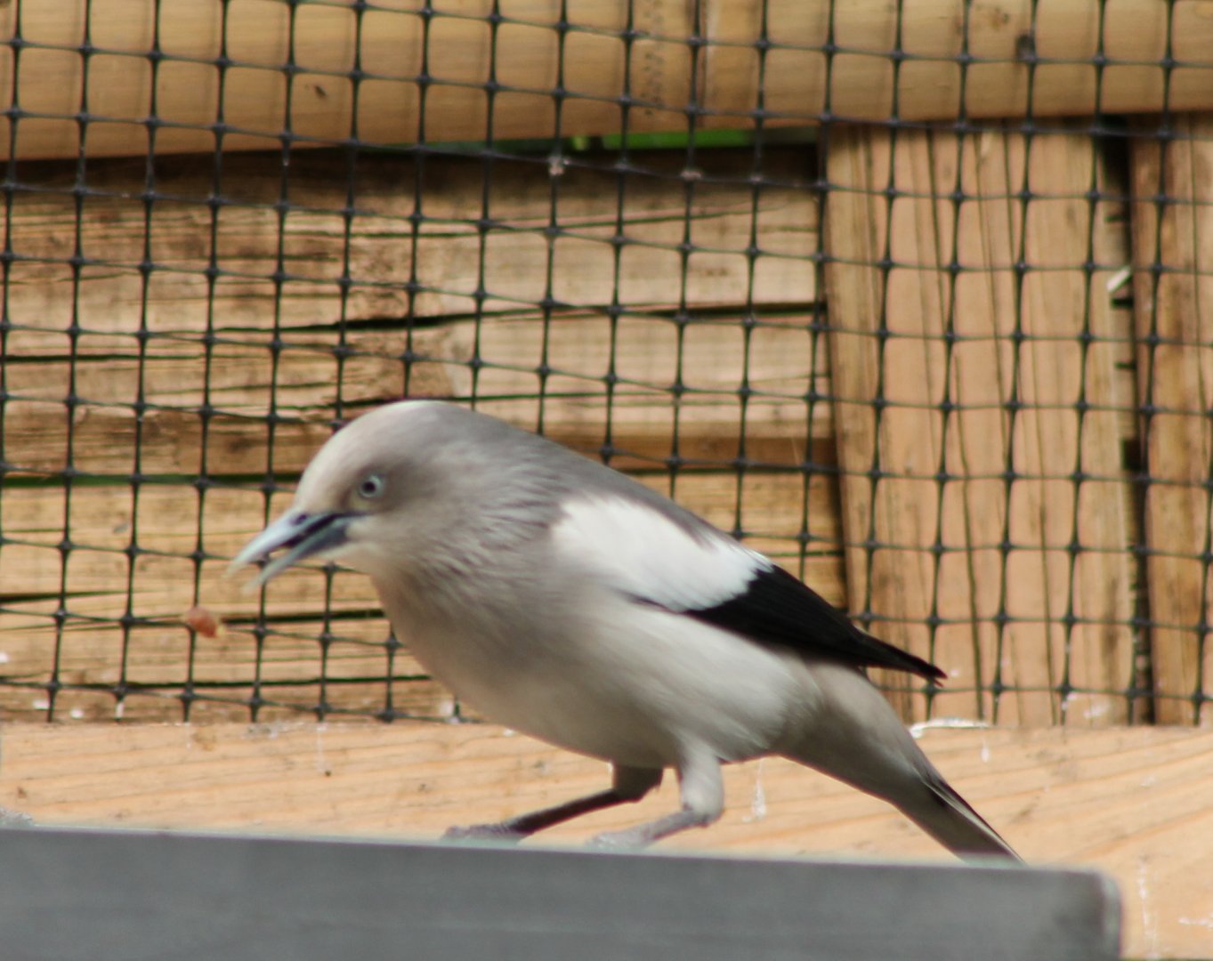 White-shouldered starling