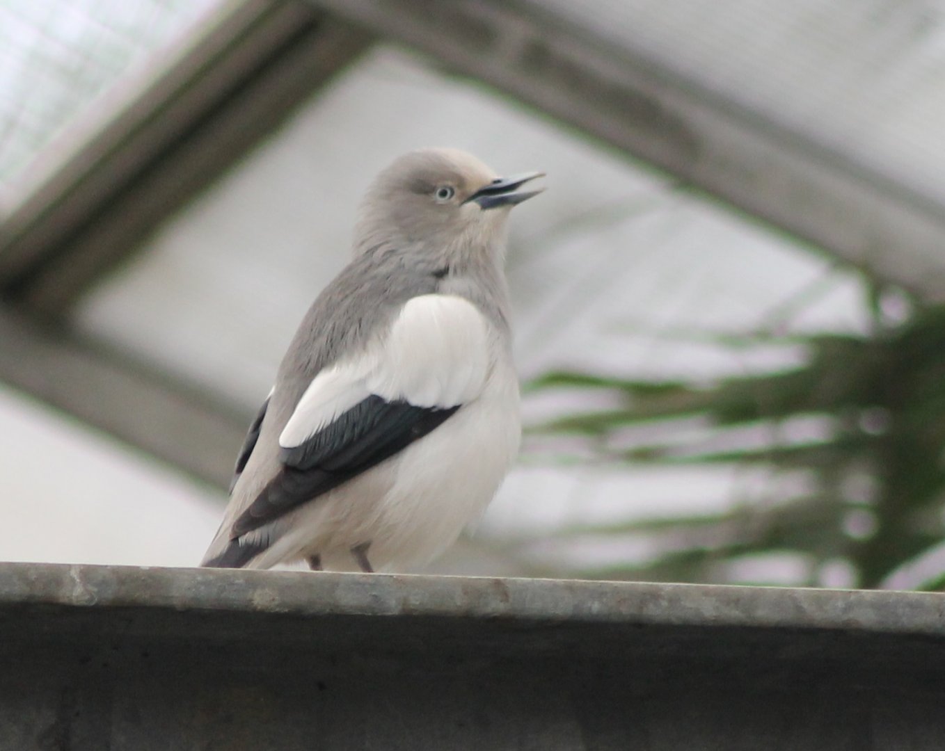 White-shouldered starling