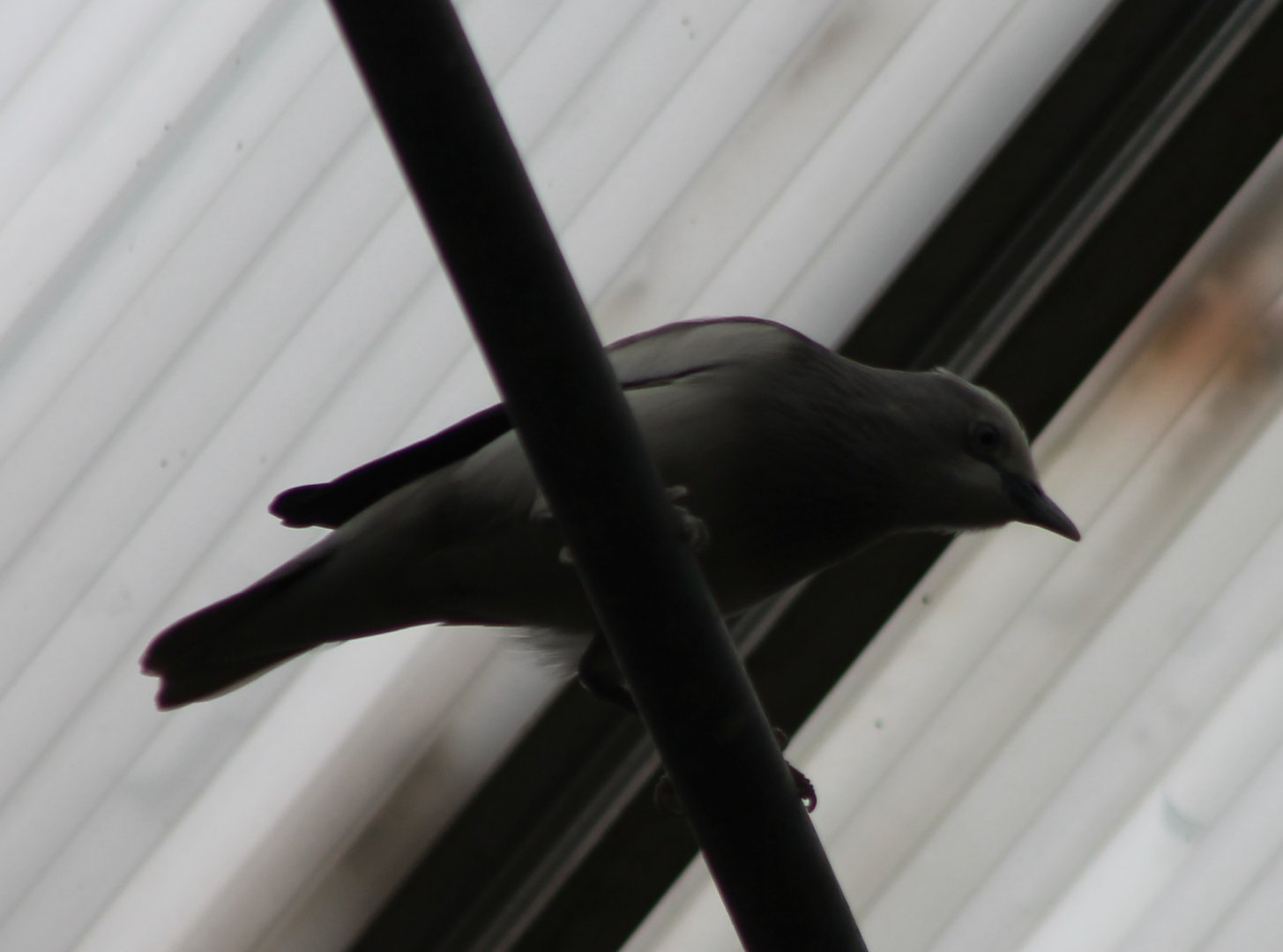 White-shouldered starling