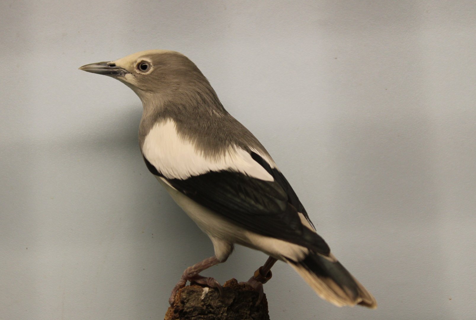 White-shouldered starling