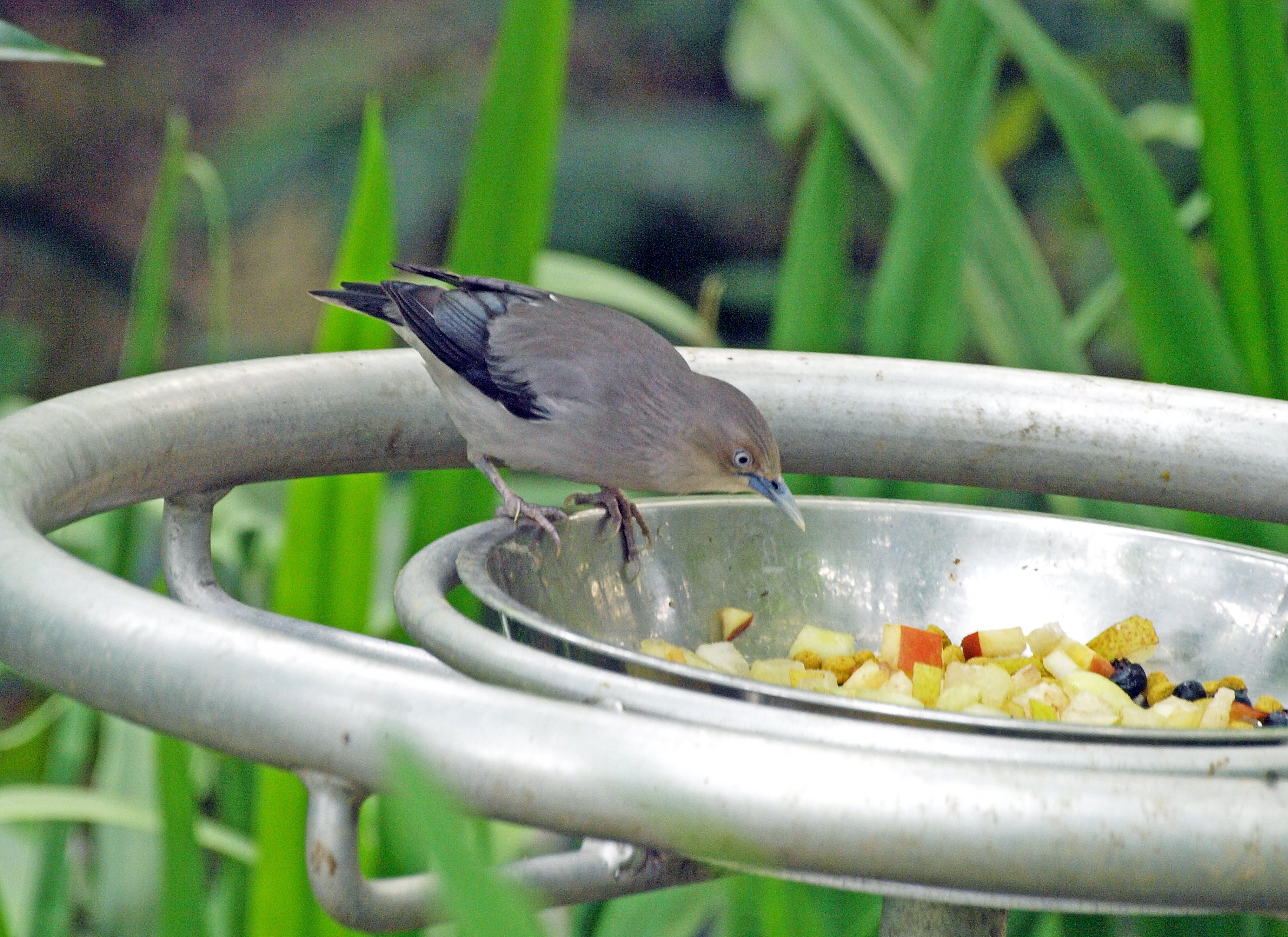 White-shouldered starling